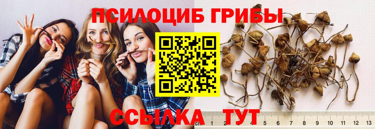 Псилоцибиновые грибы Psilocybe Киселёвск